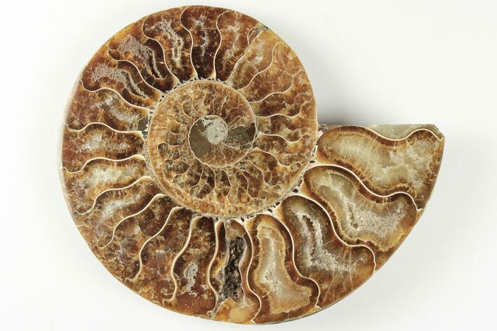 Cut & Polished Ammonite Fossil (Half) - Madagascar #200050